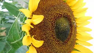 Bee On Sunflower - Free Stock Creative Commons Video