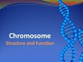 Chromosome structure function molecular biology filipino