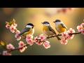 Soothing Piano Bird Sounds For Stress Relief Peaceful Nature Sounds For Relaxation Focus Work 