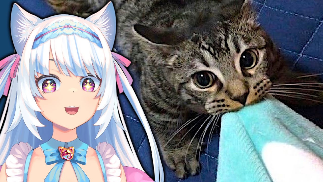 TYPICAL CAT BEHAVIOR? | Milky Mew reacts to Cat Memes