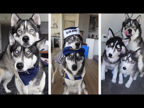 My Huskies Go Viral For Their Selfies