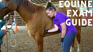 Equine Physical Exam for the Veterinary Technician by Kendra the Vet Tech 41,139 views 2 years ago 13 minutes, 7 seconds