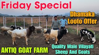 Download Lagu Friday Special Sheep And Goat At ANTIQUE GOAT FARM | Vilayati Mende Aur Bakre In Padgha  MP3