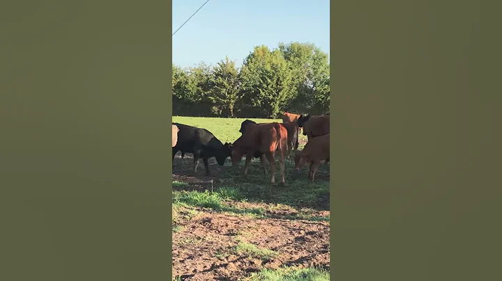 Lazy morning at the ranch