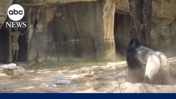 Gorilla At Texas Zoo Charges Keepers