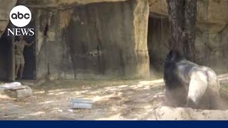Gorilla charges and corners Texas zookeepers trapped in its enclosure