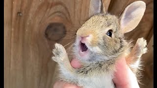 Saved another screaming baby bunny (read description)