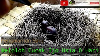 Meloloh Cucak Ijo Usia 0 Hari