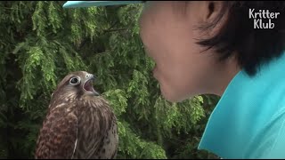 Kestrel Chicks Who Lost Their Mom Talks Back To This Lady Who Saved Them | Kritter Klub