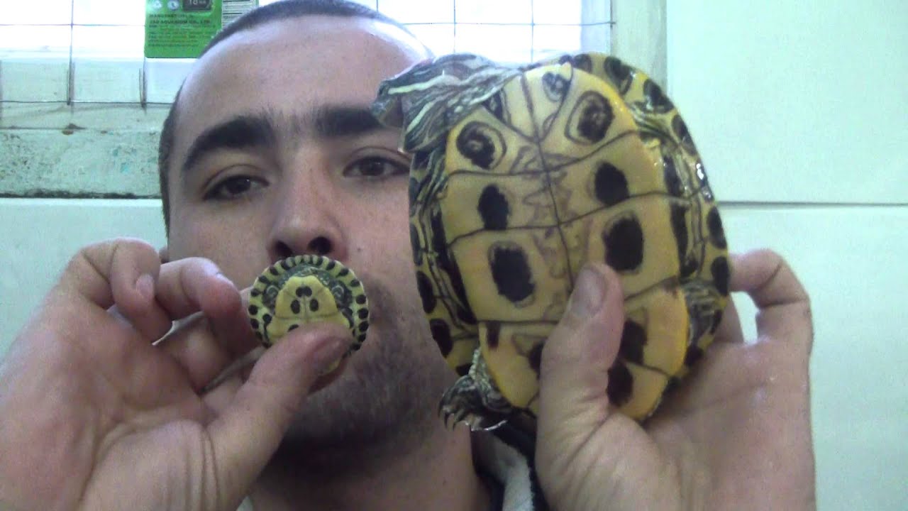 Из рубрики "Мифы и Реальность" Миф 1 - "Черепахи не растут"