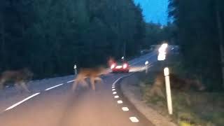 Overstekend wild: elandkoe en haar twee kalfjes