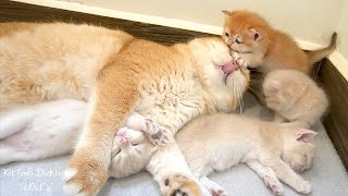 Top sweetest, cutest moments of dad Leo and four adorable kittens.