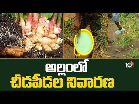 అల్లంలో చీడపీడల నివారణ | Pest Control In Ginger Cultivation | Matti Manishi | 10TV News - 10TVNEWSTELUGU