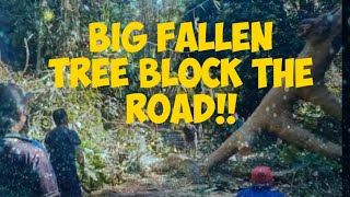 Big fallen tree blocked the way..