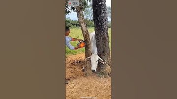 Freeing a Cow Stuck in a Tree#Rescue Operation#anime #help#cow #動物 #牛