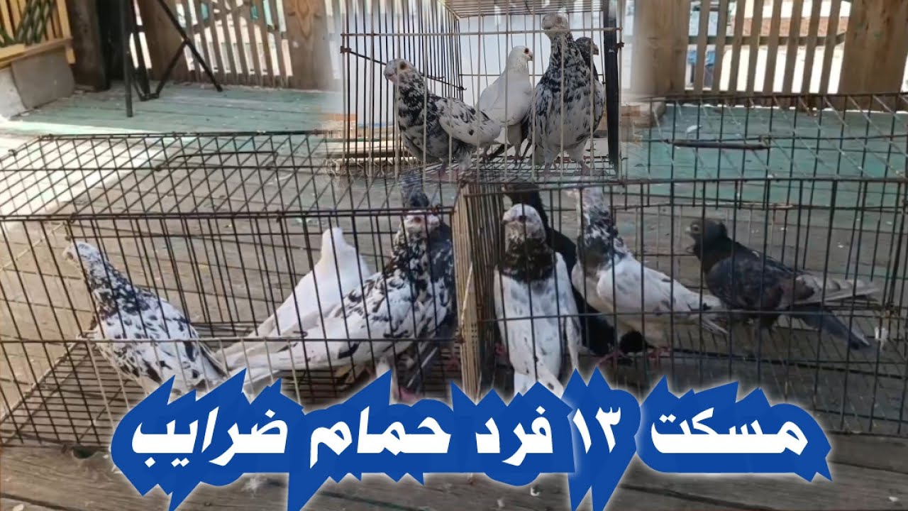 شوفت جبت اى جديد مكان ال13ضريبة ولسة😂#تربووالغيةالمصرية