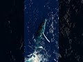 Last chance to end 2025 with a good deed for the ocean that brings you endless joy. Donate now 🌊