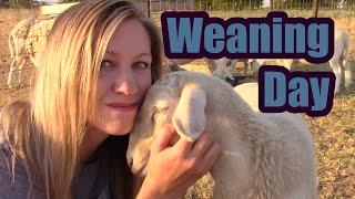 How to safely wean lambs