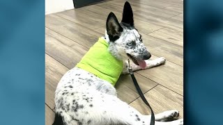 Residents of Conroe ask city to approve animal welfare bid
