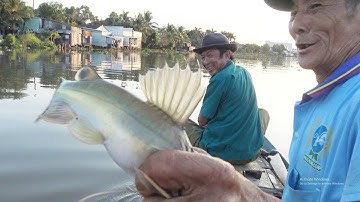 Giăng câu bắt cá lăng I Dinhchautuan