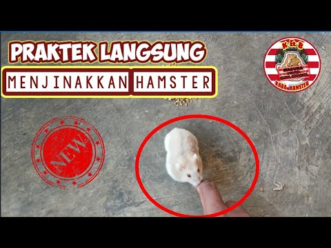 Video: Cara Menjinakkan Hamster Dzungarian