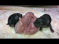 Boo Boo Bunny has babies. I assumed care of  Boo Boo only to find her with babies today. Bonus!