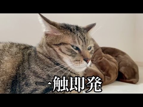 早起きしたせいで猫達が一触即発！