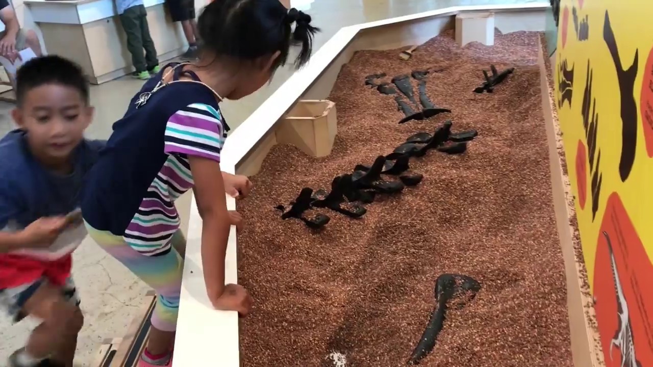 Exploring the Natural History Museum YouTube