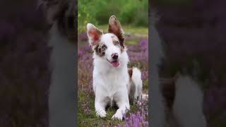 Border collie #videoedits60 #animals #dog #dogbreed
