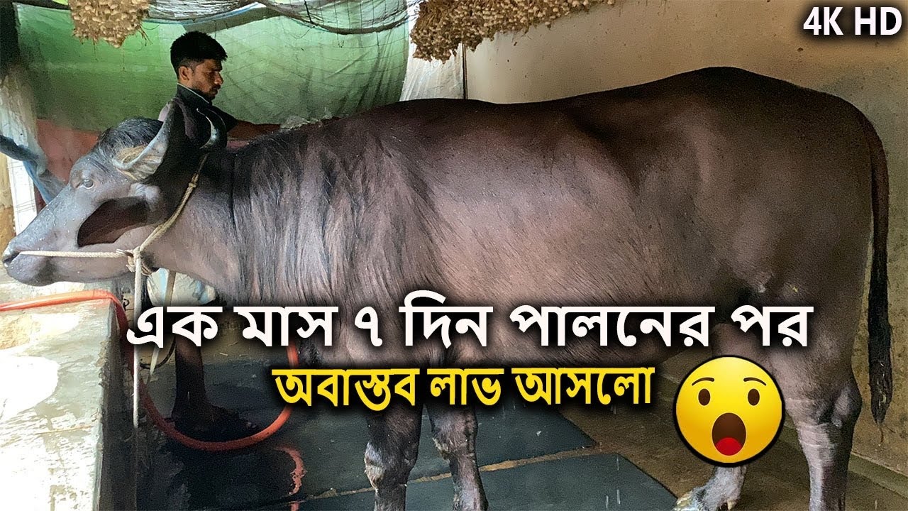 এক জোরা মহিষে অবাস্তব লাভ 😲😲 | মহিষ পালন | MrRajshahi