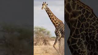 Kenya Conservation: Selenkay conservancy #elephant #travel #safari #africa #wildlife