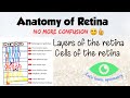Anatomy of retina  retinal layers