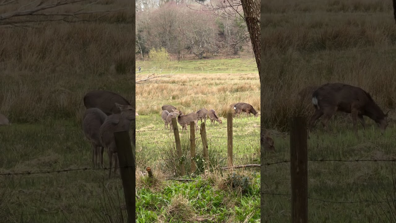Graceful Deer Roaming Freely by the River