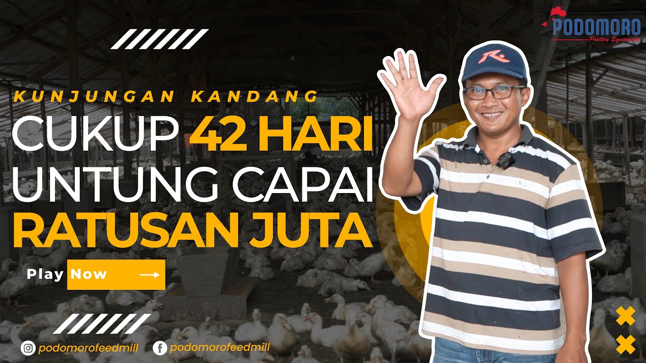 VLOG #22 || KANDANG KEMITRAAN BEBEK PEDAGING 22.000 EKOR SIAP PANEN UNTUNG BESAR !!!