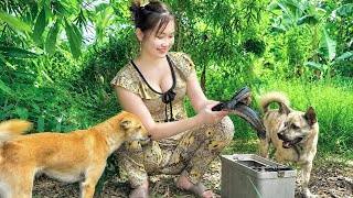 Golden Rain, Hunting for Giant Snakehead of Superb Quality | Fish Traps Loaded with Big Fish Afte...