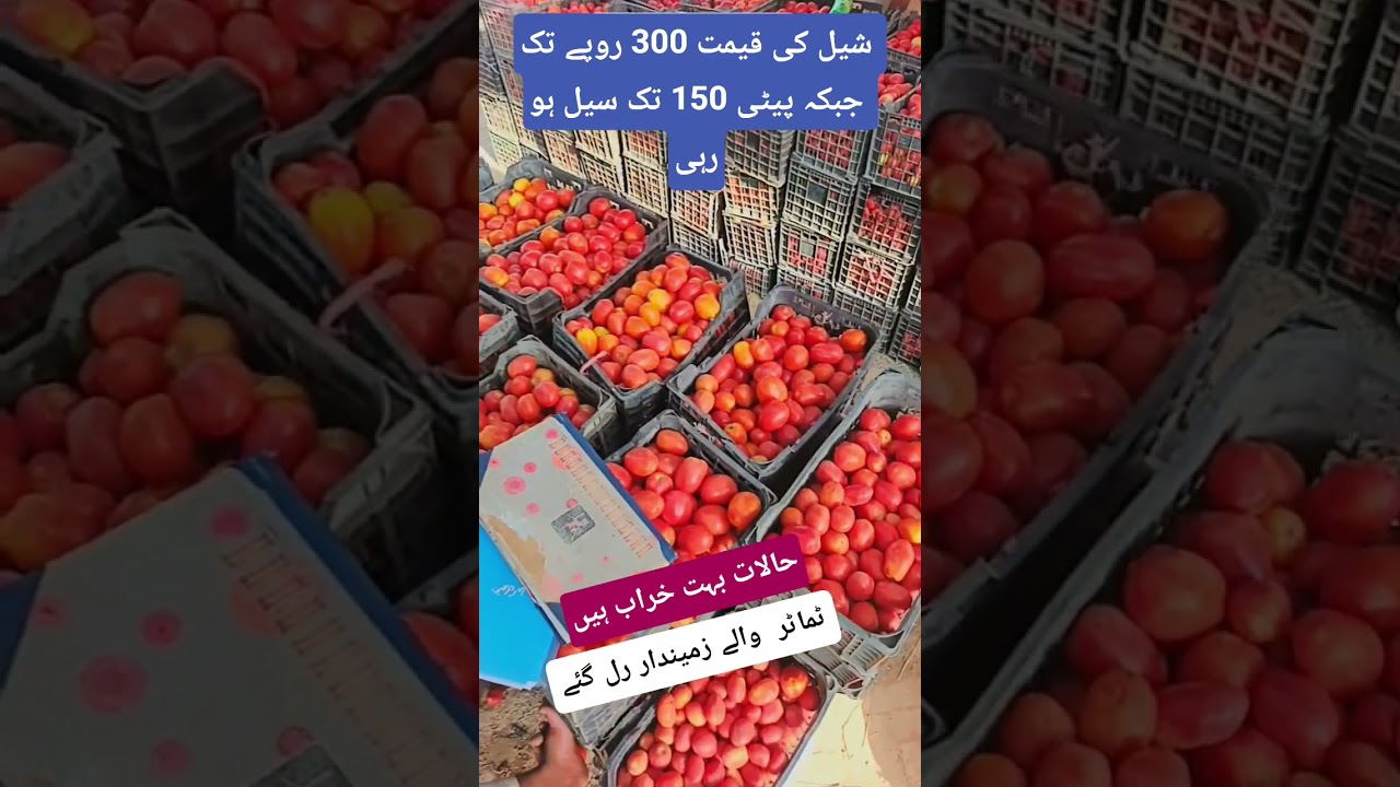Tomato crop is totally in crises 
