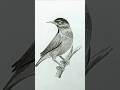 Taim Laps sketch art #beautiful realistic bird drawing #youtubeshorts