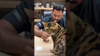 പൂച്ച സർ #petstationkannur