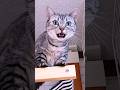 ゆっくりできる場所を探してる短足猫　#マンチカン #ジェネッタ #短足