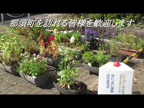 いちご一会とちぎ国体開催まであと2年！花いっぱい運動試行栽培中！！