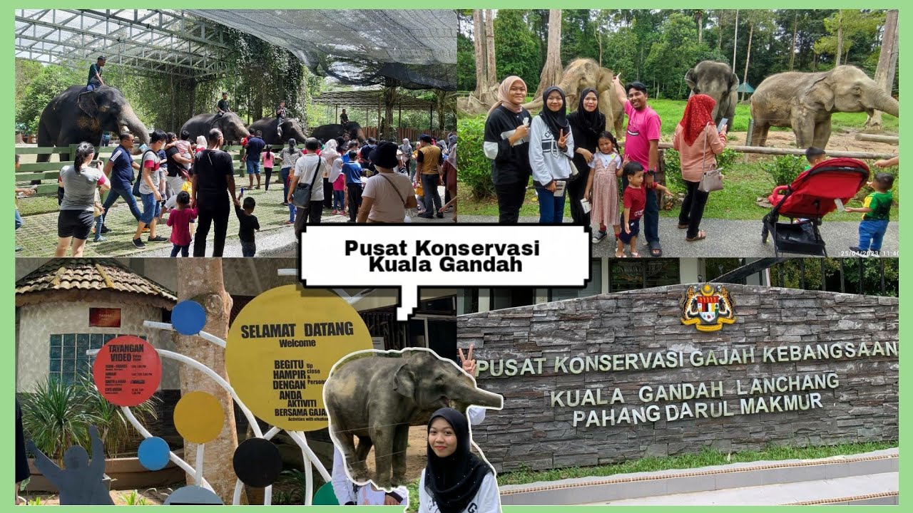 Travelog Kuala Gandah Elephant Sanctuary, Pahang 🐘 YouTube
