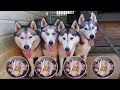 WHAT DO MY 4 HUSKIES EAT ? | RAW FOOD DIET | LIFE WITH 4 HUSKIES | VLOG!