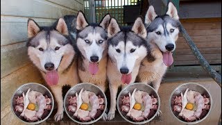 What do my 4 huskies eat ? in this vlog, we meat shopping, go to work,
the dog park and lots of cute footage kids. watch other v...