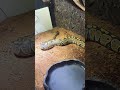 Pyton Królewski Rozrabia🤣 #snake #python