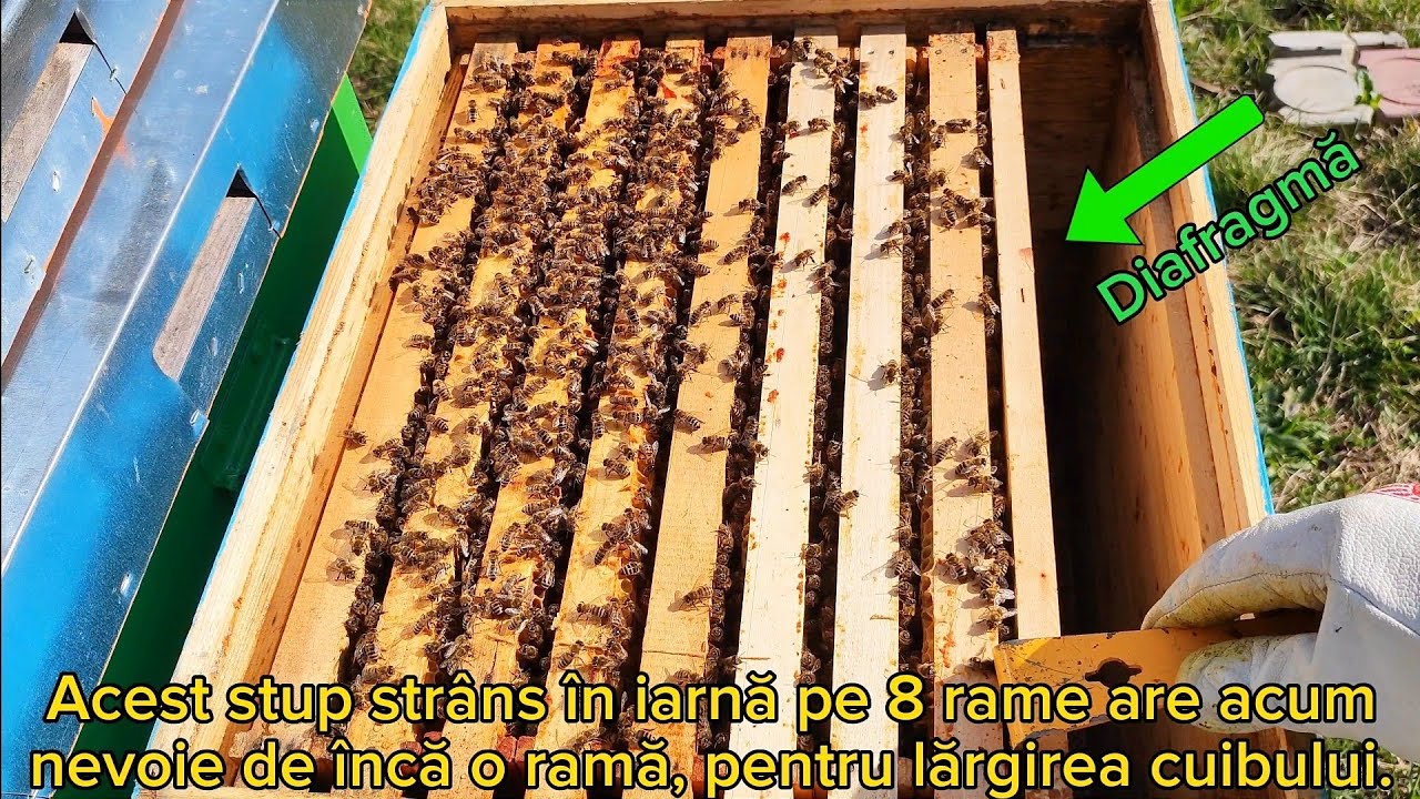 Largirea cuibului de albine si combaterea umezelii din stup 🐝💧🐝