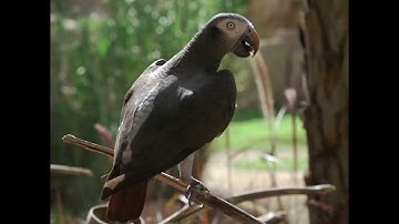 সূরাঃ ১০০/ আল-আদিয়াত | Al-Adiyat | سورة العاديات আয়াতঃ ১১ মাক্কী