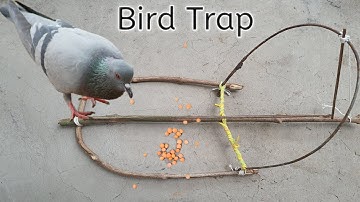 How To Make A Bird Trap Out Of Sticks Works 100% -Simple Bird Trap 🐦