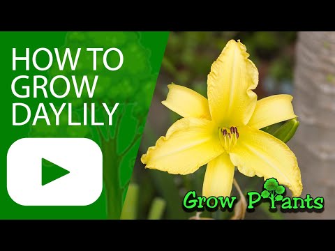 How to grow Daylily plant (Hemerocallis)