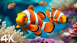 Under Red Sea 4K - Beautiful Coral Reef Fish in Aquarium, Sea Animals for Relaxation - 4K Video