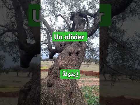 ما معنى زيتونة بالفرنسية